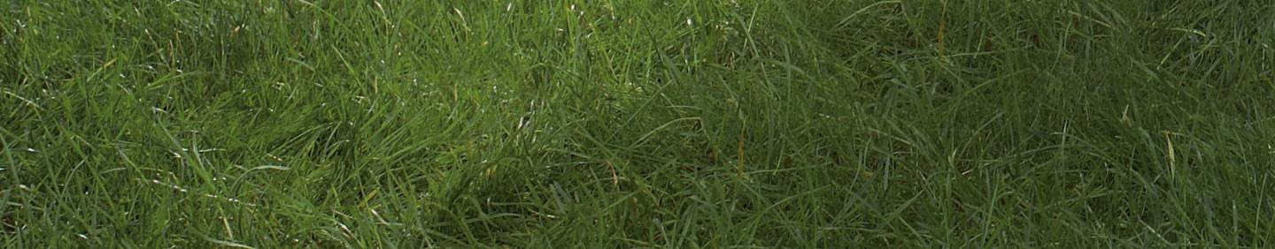 Grasflecken entfernen