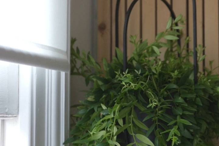 Lebendigkeit durch Pflanzen