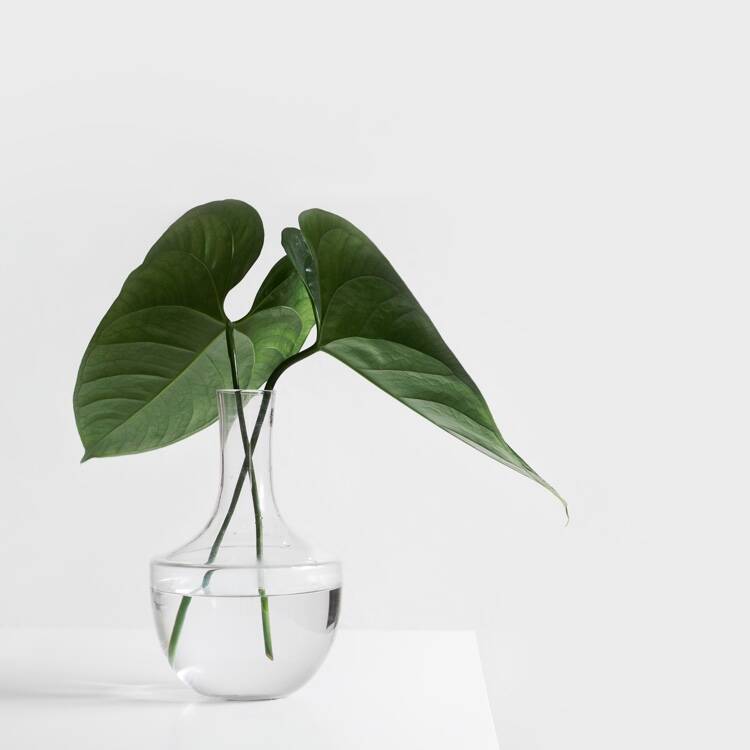 Planta em vaso com água