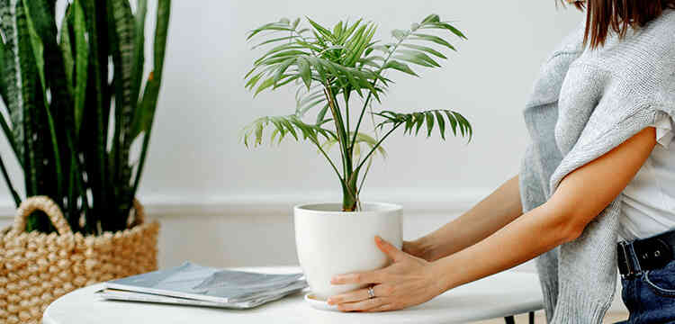 Osoba stavlja lijepu zelenu biljku nalik palmi na stolić za kavu. U pozadini se vidi još biljaka što je tema njezinog doma.