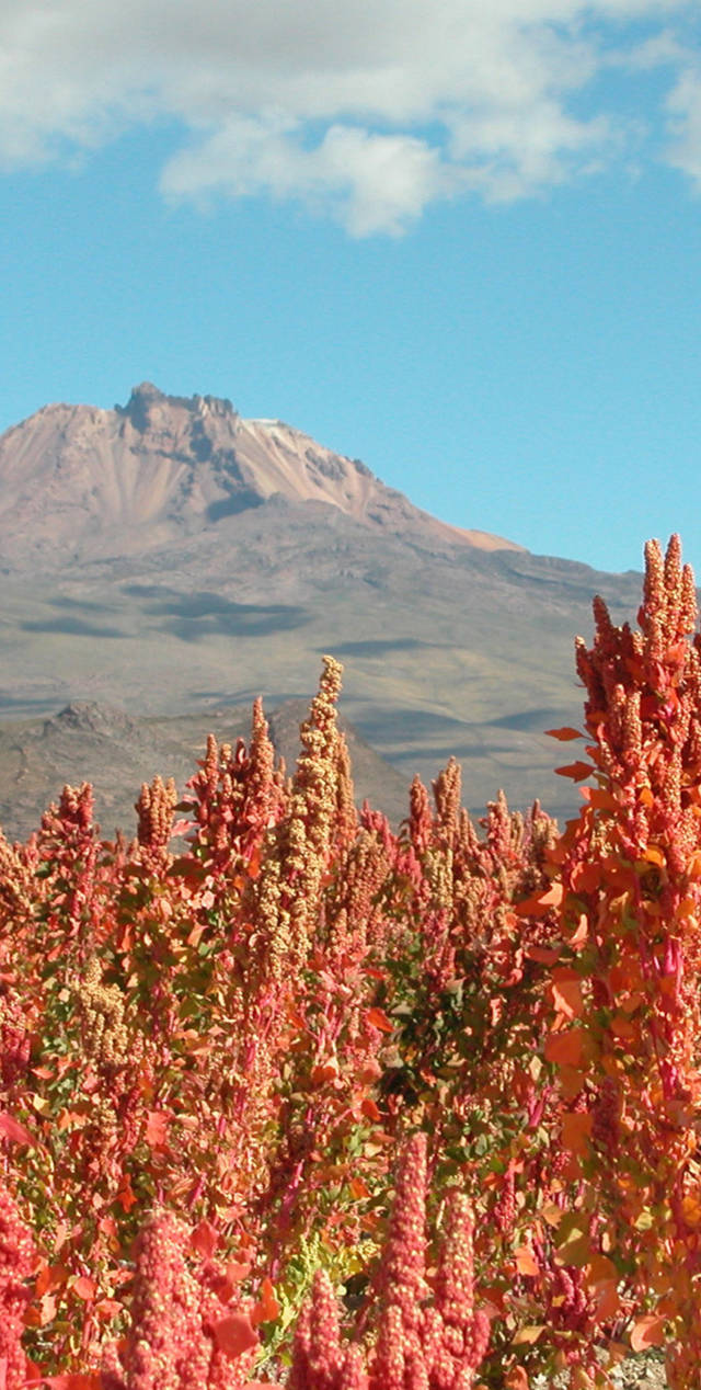 Scoprire La Quinoa Sito Ufficiale Kitchenaid